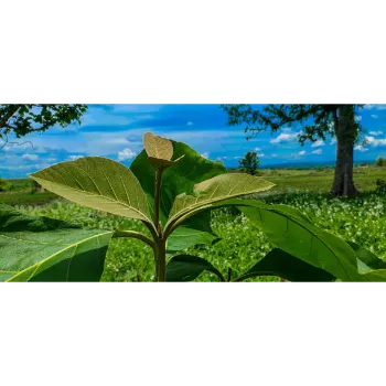 Teak Plants teak plants-198299-48842.webp